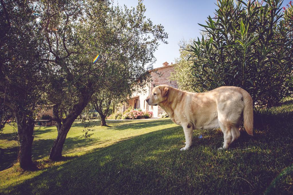 Agriturismo Casal San Sergio Fossombrone Exterior photo